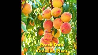 How to Growing a Peach Tree From Seed  Super Easy । How To Grow Peaches From Pit।shorts।Kapu Gamit [upl. by Dorca]