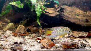 Apistogramma D21  male [upl. by Natsrik]