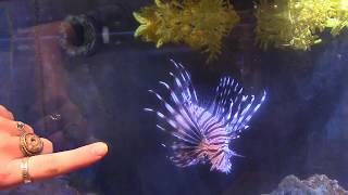 Red Lionfish [upl. by Shirk]