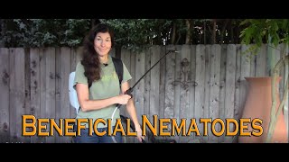 How to Apply Beneficial Nematodes to Control Pests in Your Garden [upl. by Aratehs492]