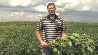 Estimating Soybean Yields  Simplified [upl. by Gipson]