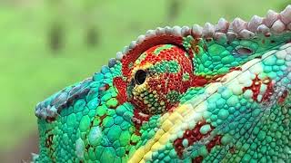 Nosy Be Panther Chameleon [upl. by Uria]