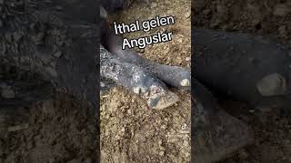 İthal gelen anguslar reels angus brangus ciftlik animals reels keşfet [upl. by Aikaj697]