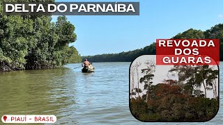 🇧🇷 Revoada dos Guarás  Delta do Paranaíba PIAUÍ patriciaviaja [upl. by Elletsyrc]