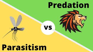 Difference between Predation and Parasitism [upl. by Wehhtam22]