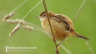 Buitrón Cisticola juncidis [upl. by Swerdna]