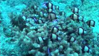 Paracanthurus hepatus dans Acropora à lîle maurice [upl. by Semele]