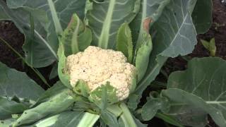 How to Harvest Cauliflower [upl. by Trula]