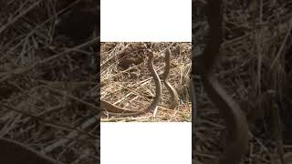 Deadliest Coastal Taipan Snakes Ritual Fight for Mate  taipansnakes snake snakefight [upl. by Dickman]