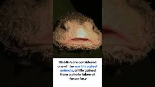 5 Amazing Facts About Blobfish [upl. by Perren]