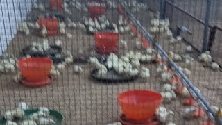 poultry farm chicks 1st day  feeding and brooding management  chicken farming in Pakistan [upl. by Leamaj]