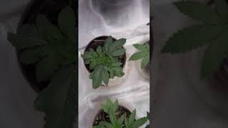 How to grow weed From Seed to Harvest  Bubba Kush Blueberry OG Easily Erykah Badu Didnt Cha Know [upl. by Nike583]