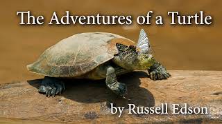 Daily Poetry Day 65 The Adventures of a Turtle by Russell Edson [upl. by Anceline]