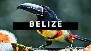 BELIZE TRAVEL DOCUMENTARY  Realm of the Howler Monkey [upl. by Alyosha]