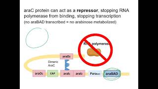 The Arabinose Operon [upl. by Ahern21]