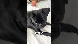 Why Has This Pugs Eye Popped Out 👁️ shorts [upl. by Areik]