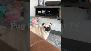 Pug Barking at TV [upl. by Phina610]