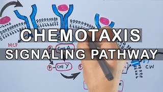 Chemotaxis  Signaling Pathway in Bacteria [upl. by Ttirrej]