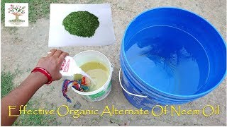 Homemade Organic Insecticide Neem Oil का असरदार विकल्प quotNSKEquot [upl. by Kcirdek]