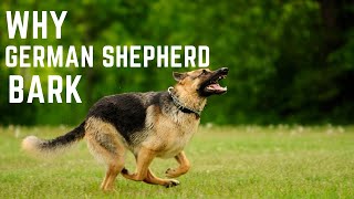 Why German Shepherd Bark [upl. by Granese985]