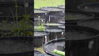 Yard Flooded Heavy Rain in My Outdoor Aquarium Tubs [upl. by Anyotal]