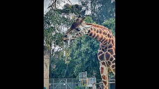 Melbourne Zoo Top Side 2024 [upl. by Baptlsta106]