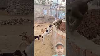 Jai bajrang Bali। funny comedy monkey dog animals vlog birds memes treading viralvideo [upl. by Belldame431]