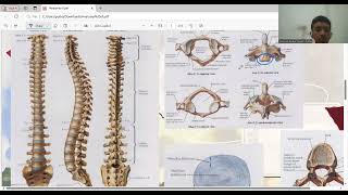 Anatomi Costae Cervicalis Thoracal Lumbal Sacrum Coccygeal [upl. by Ysied]