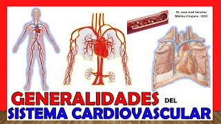 🥇 SISTEMA CIRCULATORIO en 18 Minutos Aparato Cardiovascular ¡Fácil y Sencillo [upl. by Vincenz891]