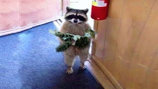 Funniest Moment Between Raccoons And Cats FUNNY VIDEO [upl. by Marian]