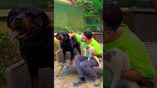 My HERO Dog Saved Cats Life 🥺❤️🐶 dogs doglover dog [upl. by Eerihs]