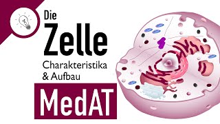 Die Zelle  Aufbau amp Charakteristika  MedAT  Biologie [upl. by Ettinger]