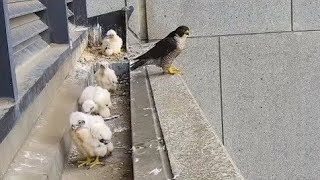 Peregrine Falcon Wonderful moments with baby Falcon [upl. by Tisha]