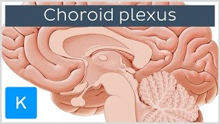 Choroid plexus Plexus Choroideus  Human Anatomy  Kenhub [upl. by Areikahs]