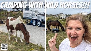 Ocean City Boardwalk amp Camping with WILD HORSES at Assateague State Park Maryland RV East Coast [upl. by Casanova243]