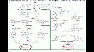 Complete Melanin Biosynthesis Pathway  Eumelanin amp Pheomelanin [upl. by Mcintosh]