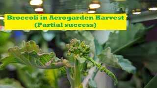 Grow Broccoli in Aerogarden Harvest [upl. by Swanson719]