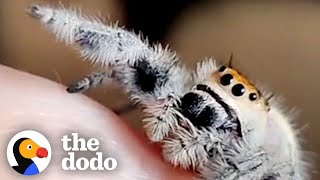 Spider Learns To Ask For HighFives  The Dodo Little But Fierce [upl. by Cartie]