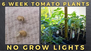 Growing Tall Tomato Seedlings Quickly [upl. by Oile213]