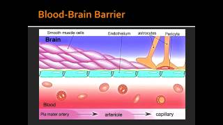 BloodBrain Barrier [upl. by Ybrek]