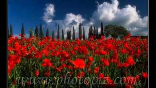 THE MISSIONA ROSE AMONG THORNSDULCE PONTESENNIO MORRICONE [upl. by Feodore]