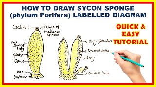 Easy Way To Draw SYCON SPONGE From Phylum Poriferra  Step By Step Method [upl. by Staford]