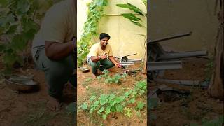 Successful bhindi okra seeds germination updates ep1 😋organicfarming gardening harvest [upl. by Poppo]