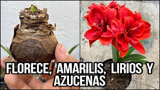 ESTO ES LO QUE NO QUIEREN QUE SEPAS FLORECE AMARILIS LIRIOS y AZUCENAS QUE NO FLORECEN [upl. by Laurie525]