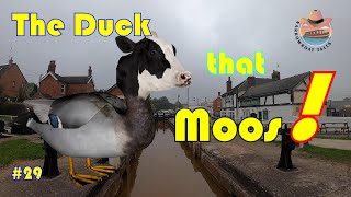 Narrowboat cruise through Westport Lakes and Harecastle with a duck that moos [upl. by Kcam]