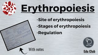 Erythropoiesis  RBC  Erythrocytes  Blood Physiology [upl. by Kellyn118]