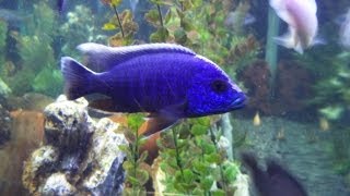 Sciaenochromis fryeri spawning holding juveniles and fry [upl. by Garv200]