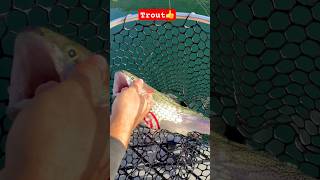 best trout in Colombia river fishing [upl. by Learrsi]