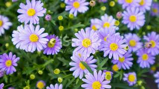 Dazzling Daisies Top 5 Fascinating Facts flowers gardeni [upl. by Alyat]