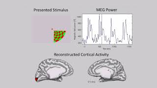 Retinotopic map reconstructed from magnetoencephalography MEG by VBMEG [upl. by Greenwell771]